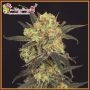 Leisure Zoot Larry Feminized Marijuana Strain by Dr Krippling For Sale Online at Cannabis Seeds Outlet