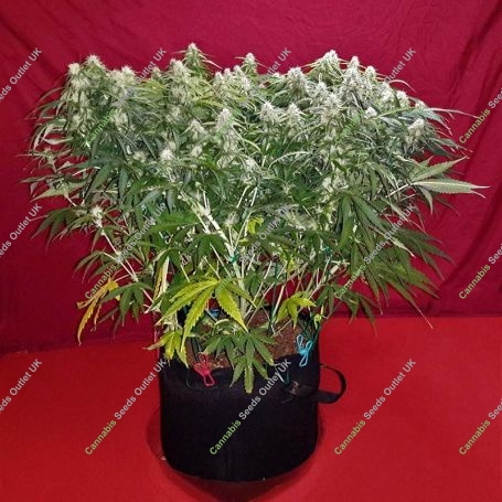 Mango Bubble Cloud Auto Feminized Marijuana Strain by Dr Krippling For Sale Online at Cannabis Seeds Outlet