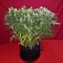 Mango Bubble Cloud Auto Feminized Marijuana Strain by Dr Krippling For Sale Online at Cannabis Seeds Outlet