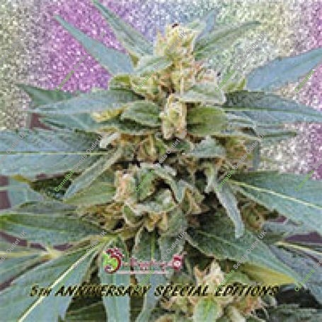 Mango Bubble Cloud Feminized Marijuana Strain by Dr Krippling For Sale Online at Cannabis Seeds Outlet