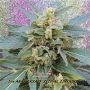 Mango Bubble Cloud Feminized Marijuana Strain by Dr Krippling For Sale Online at Cannabis Seeds Outlet