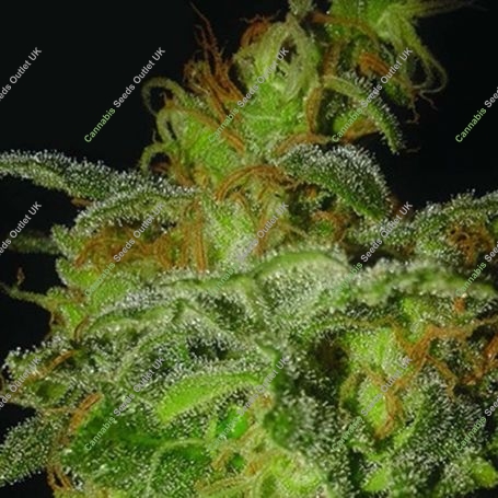Mango Chutney Auto Feminized Marijuana Strain by Dr Krippling For Sale Online at Cannabis Seeds Outlet
