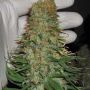 Mango Chutney Female Dr Krippling Cannabis Seeds