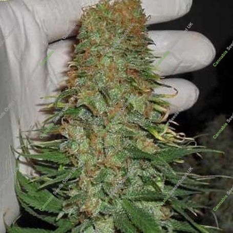 Mango Chutney Feminized Marijuana Strain by Dr Krippling For Sale Online at Cannabis Seeds Outlet