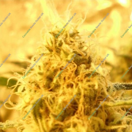 Mango Mist Shake Feminized Marijuana Strain by Dr Krippling For Sale Online at Cannabis Seeds Outlet