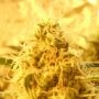 Mango Mist Shake Feminized Marijuana Strain by Dr Krippling For Sale Online at Cannabis Seeds Outlet
