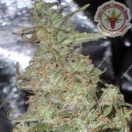 Melon Kali Feminized Marijuana Strain by Dr Krippling For Sale Online at Cannabis Seeds Outlet