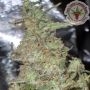 Melon Kali Feminized Marijuana Strain by Dr Krippling For Sale Online at Cannabis Seeds Outlet