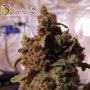 Mind cannotrol Feminized Marijuana Strain by Dr Krippling For Sale Online at Cannabis Seeds Outlet