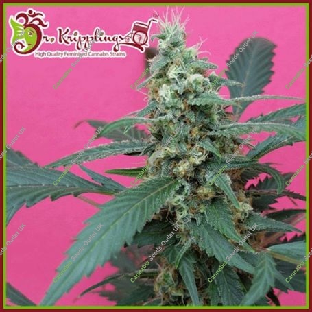 Mong-U-Mental Feminized Marijuana Strain by Dr Krippling For Sale Online at Cannabis Seeds Outlet
