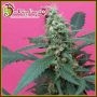 Mong-U-Mental Feminized Marijuana Strain by Dr Krippling For Sale Online at Cannabis Seeds Outlet