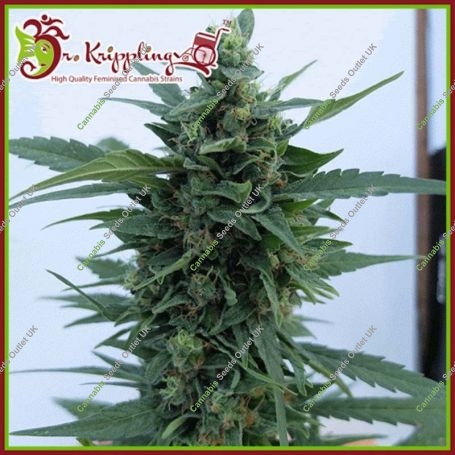 OG Kush Auto Feminized Marijuana Strain by Dr Krippling For Sale Online at Cannabis Seeds Outlet
