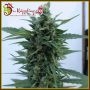 OG Kush Auto Feminized Marijuana Strain by Dr Krippling For Sale Online at Cannabis Seeds Outlet