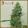 Patels Cornershop Surprise Feminized Marijuana Strain by Dr Krippling For Sale Online at Cannabis Seeds Outlet