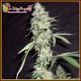 Pickled Diesel Female Dr Krippling Cannabis Seeds