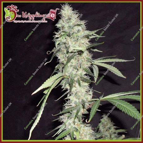 Pickled Diesel Feminized Marijuana Strain by Dr Krippling For Sale Online at Cannabis Seeds Outlet