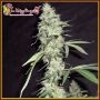 Pickled Diesel Feminized Marijuana Strain by Dr Krippling For Sale Online at Cannabis Seeds Outlet