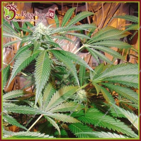 Red Leicester Tease Feminized Marijuana Strain by Dr Krippling For Sale Online at Cannabis Seeds Outlet