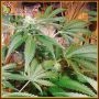 Red Leicester Tease Feminized Marijuana Strain by Dr Krippling For Sale Online at Cannabis Seeds Outlet
