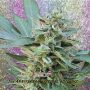 S&M Female Dr Krippling Cannabis Weed Seeds