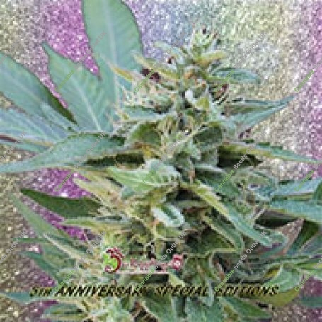 S&M Feminized Marijuana Strain by Dr Krippling For Sale Online at Cannabis Seeds Outlet