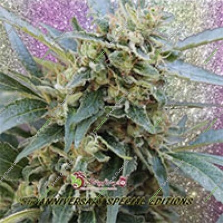 Shark Infested Custard Feminized Marijuana Strain by Dr Krippling For Sale Online at Cannabis Seeds Outlet