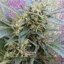 Shark Infested Custard Feminized Marijuana Strain by Dr Krippling For Sale Online at Cannabis Seeds Outlet
