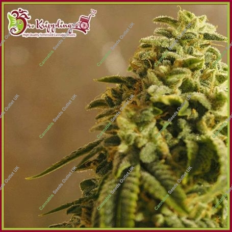 Sherbert Gorilla Feminized Marijuana Strain by Dr Krippling For Sale Online at Cannabis Seeds Outlet