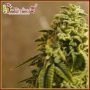 Sherbert Gorilla Feminized Marijuana Strain by Dr Krippling For Sale Online at Cannabis Seeds Outlet