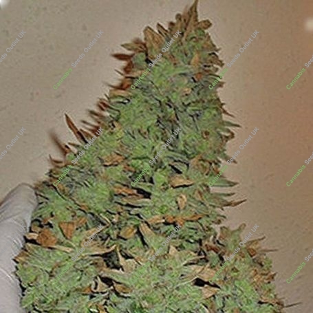 Smokin Gun Auto Feminized Marijuana Strain by Dr Krippling For Sale Online at Cannabis Seeds Outlet