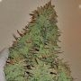 Smokin Gun Auto Feminized Marijuana Strain by Dr Krippling For Sale Online at Cannabis Seeds Outlet