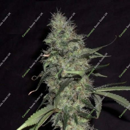 Sonic Bloom Auto Feminized Marijuana Strain by Dr Krippling For Sale Online at Cannabis Seeds Outlet