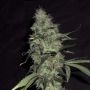 Sonic Bloom Auto Feminized Marijuana Strain by Dr Krippling For Sale Online at Cannabis Seeds Outlet