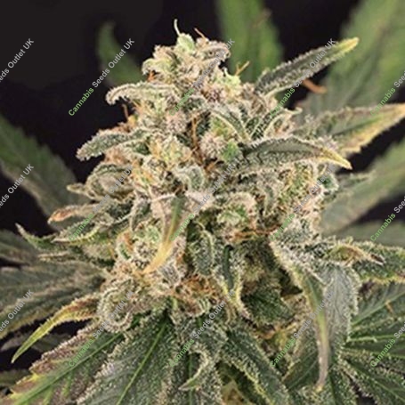 Sour Tang Kripple Feminized Marijuana Strain by Dr Krippling For Sale Online at Cannabis Seeds Outlet