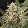 Sour Tang Kripple Feminized Marijuana Strain by Dr Krippling For Sale Online at Cannabis Seeds Outlet