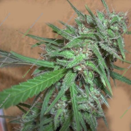 Spinning Buzz Kick Feminized Marijuana Strain by Dr Krippling For Sale Online at Cannabis Seeds Outlet