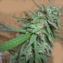 Spinning Buzz Kick Feminized Marijuana Strain by Dr Krippling For Sale Online at Cannabis Seeds Outlet