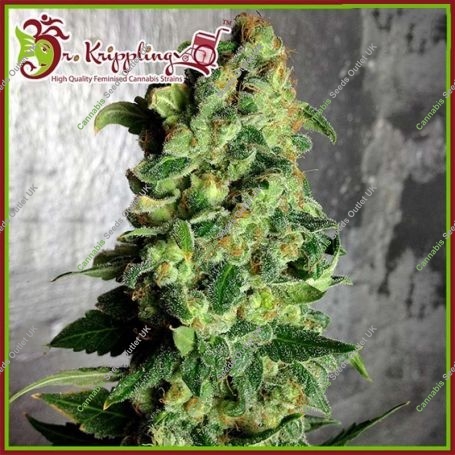 Super Skunk Auto Feminized Marijuana Strain by Dr Krippling For Sale Online at Cannabis Seeds Outlet