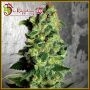 Super Skunk Auto Feminized Marijuana Strain by Dr Krippling For Sale Online at Cannabis Seeds Outlet