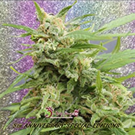 Tease Auto Feminized Marijuana Strain by Dr Krippling For Sale Online at Cannabis Seeds Outlet