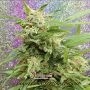 Tease Auto Feminized Marijuana Strain by Dr Krippling For Sale Online at Cannabis Seeds Outlet