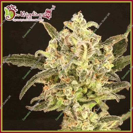 Wedding Flowers Feminized Marijuana Strain by Dr Krippling For Sale Online at Cannabis Seeds Outlet