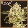 Wedding Flowers Feminized Marijuana Strain by Dr Krippling For Sale Online at Cannabis Seeds Outlet