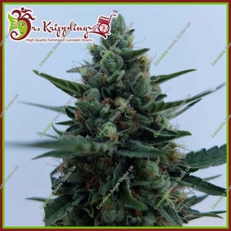 White Rush Auto Feminized Marijuana Strain by Dr Krippling For Sale Online at Cannabis Seeds Outlet