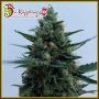 White Rush Auto Feminized Marijuana Strain by Dr Krippling For Sale Online at Cannabis Seeds Outlet