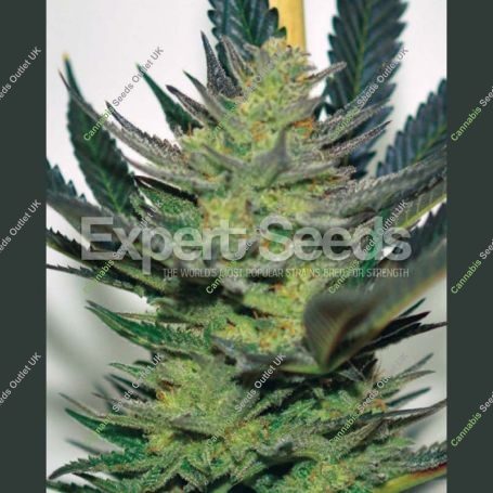 Afghan Skunk Feminized Marijuana Strain by Expert Seeds For Sale Online at Cannabis Seeds Outlet