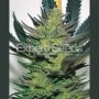 Afghan Skunk Feminized Marijuana Strain by Expert Seeds For Sale Online at Cannabis Seeds Outlet