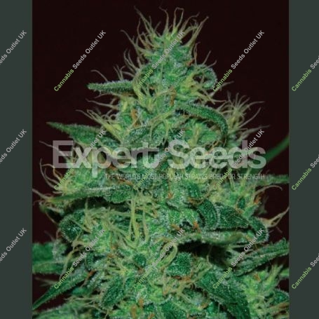 Amnesia Haze Auto Feminized Marijuana Strain by Expert Seeds For Sale Online at Cannabis Seeds Outlet