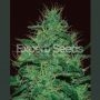 Amnesia Haze Auto Feminized Marijuana Strain by Expert Seeds For Sale Online at Cannabis Seeds Outlet