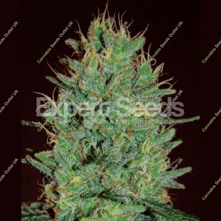 Amnesia Haze Feminized Marijuana Strain by Expert Seeds For Sale Online at Cannabis Seeds Outlet